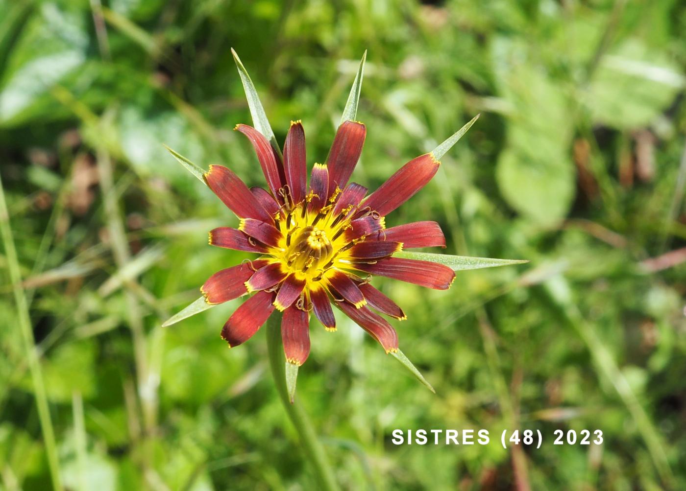 Salsify flower